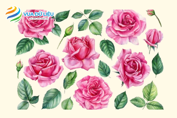 Tải Hình Ảnh Hoa Hồng Vector (Khung, Nền, Bó Hoa & Logo) tai hinh anh hoa hong vector